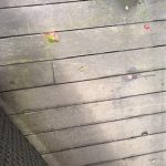 IMG_1273
